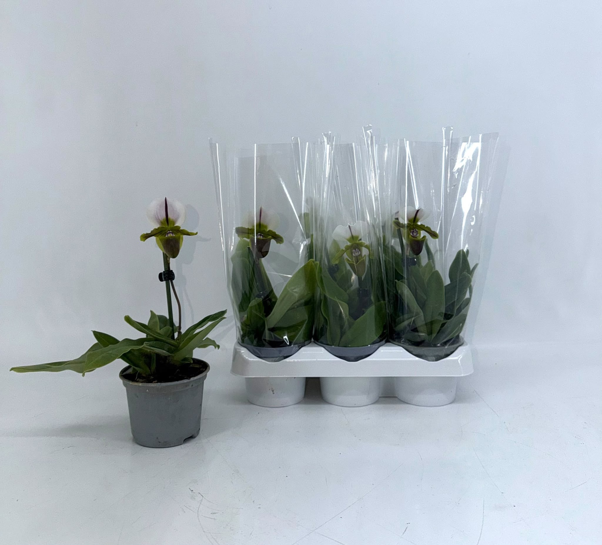 Paph Ov 9P 15H