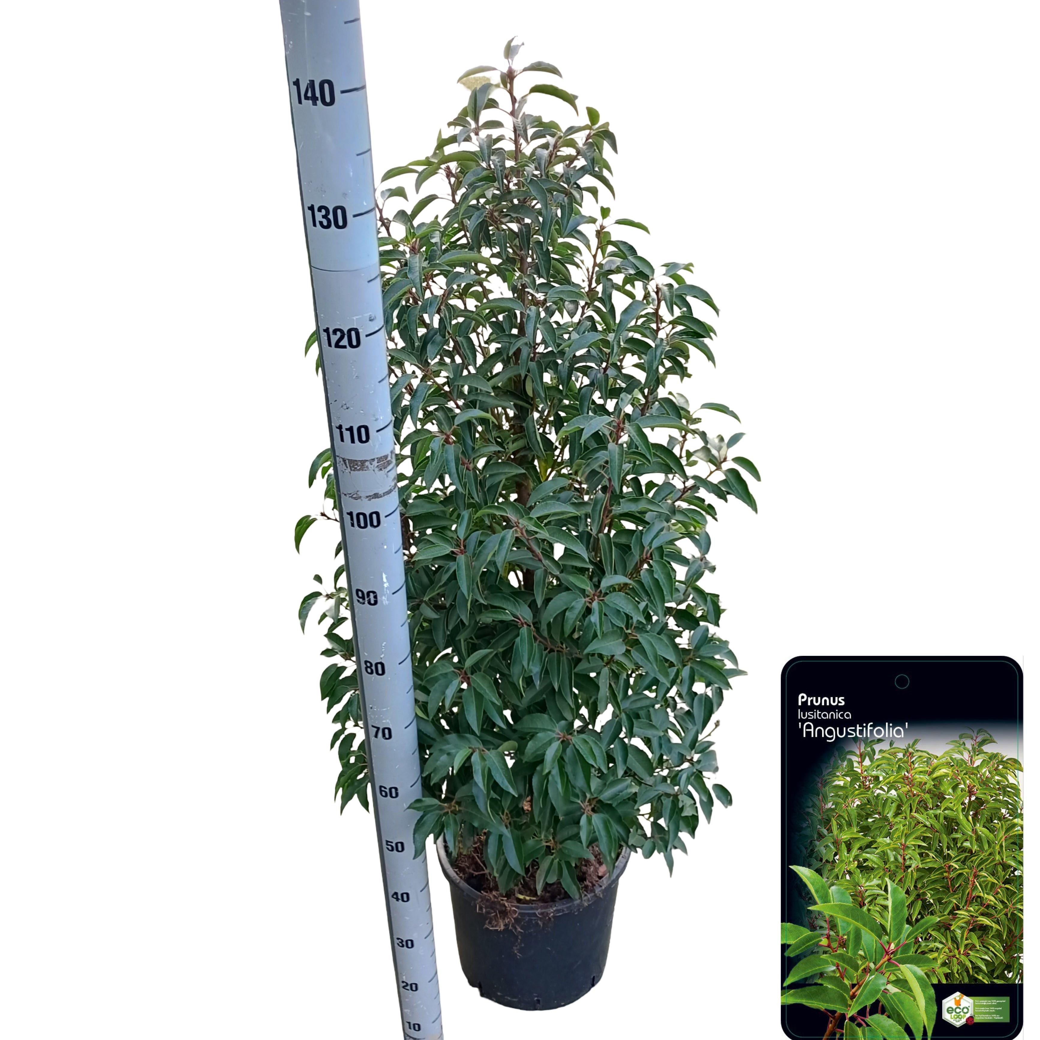 Picture of Prunus lusitanica 'Angustifolia' C15 (VERS GEPOT)