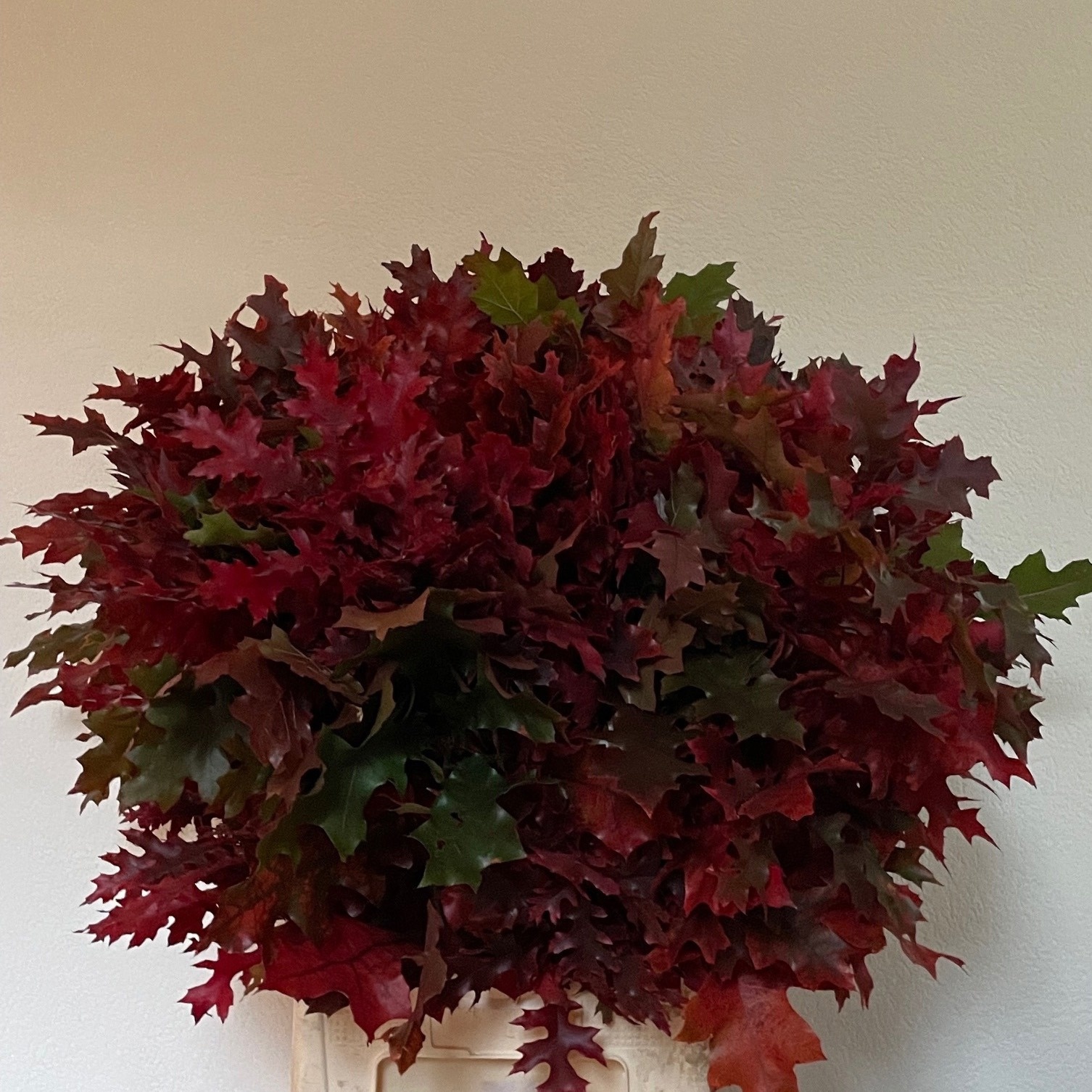 Quercus Coccinea 80cm