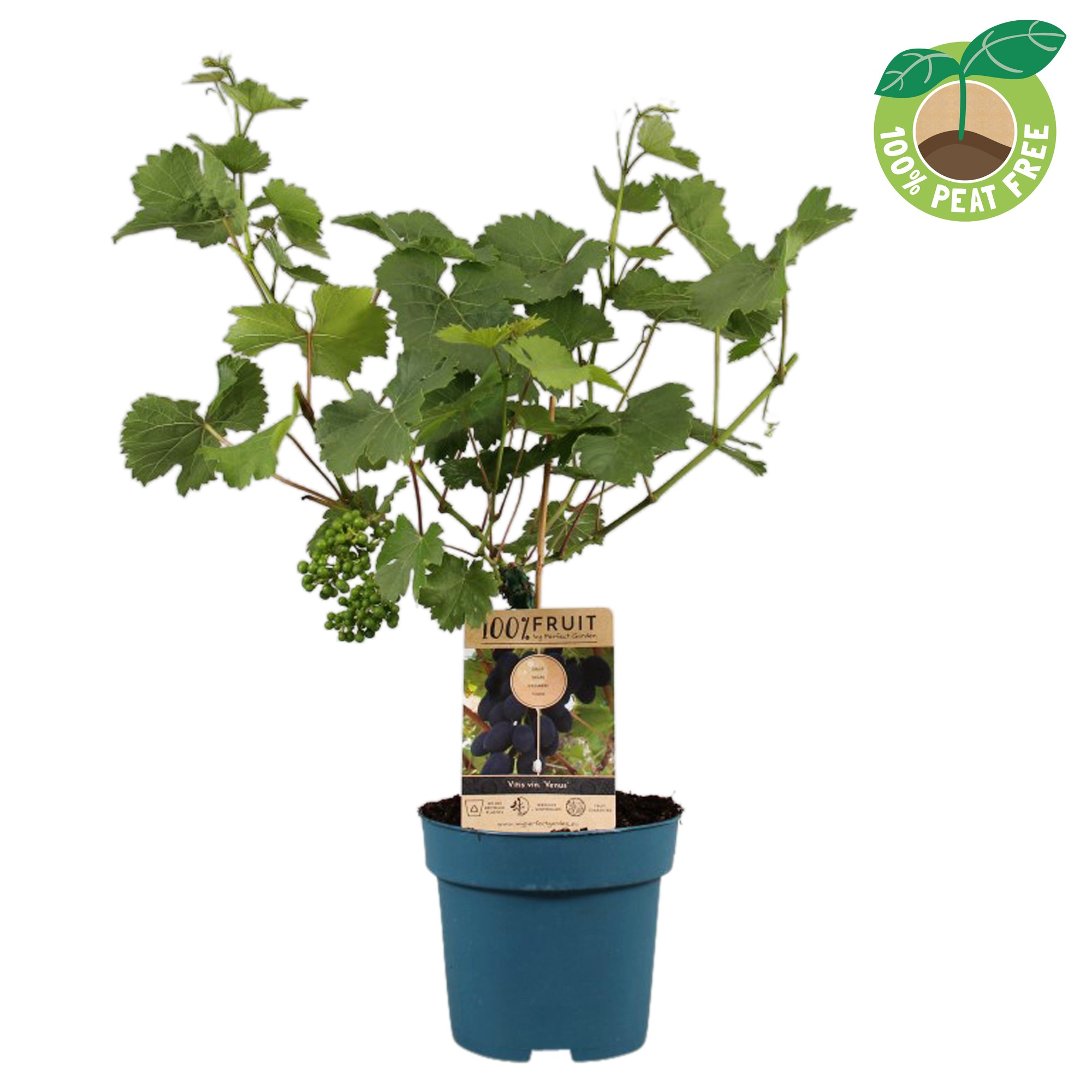 Picture of Vitis vinifera Venus (seedless) P21 (4 Ltr) 25/STD