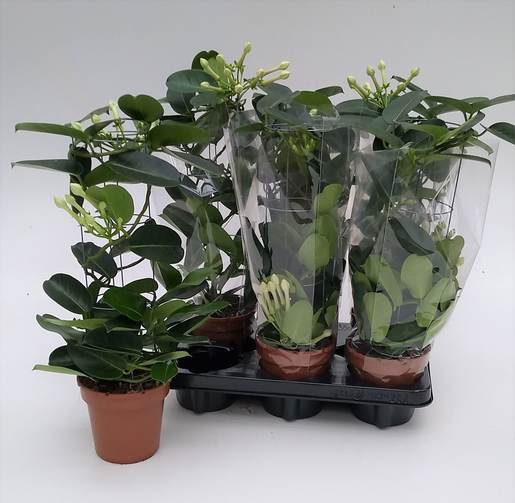 Steph Floribunda Ov 12Ø 45cm