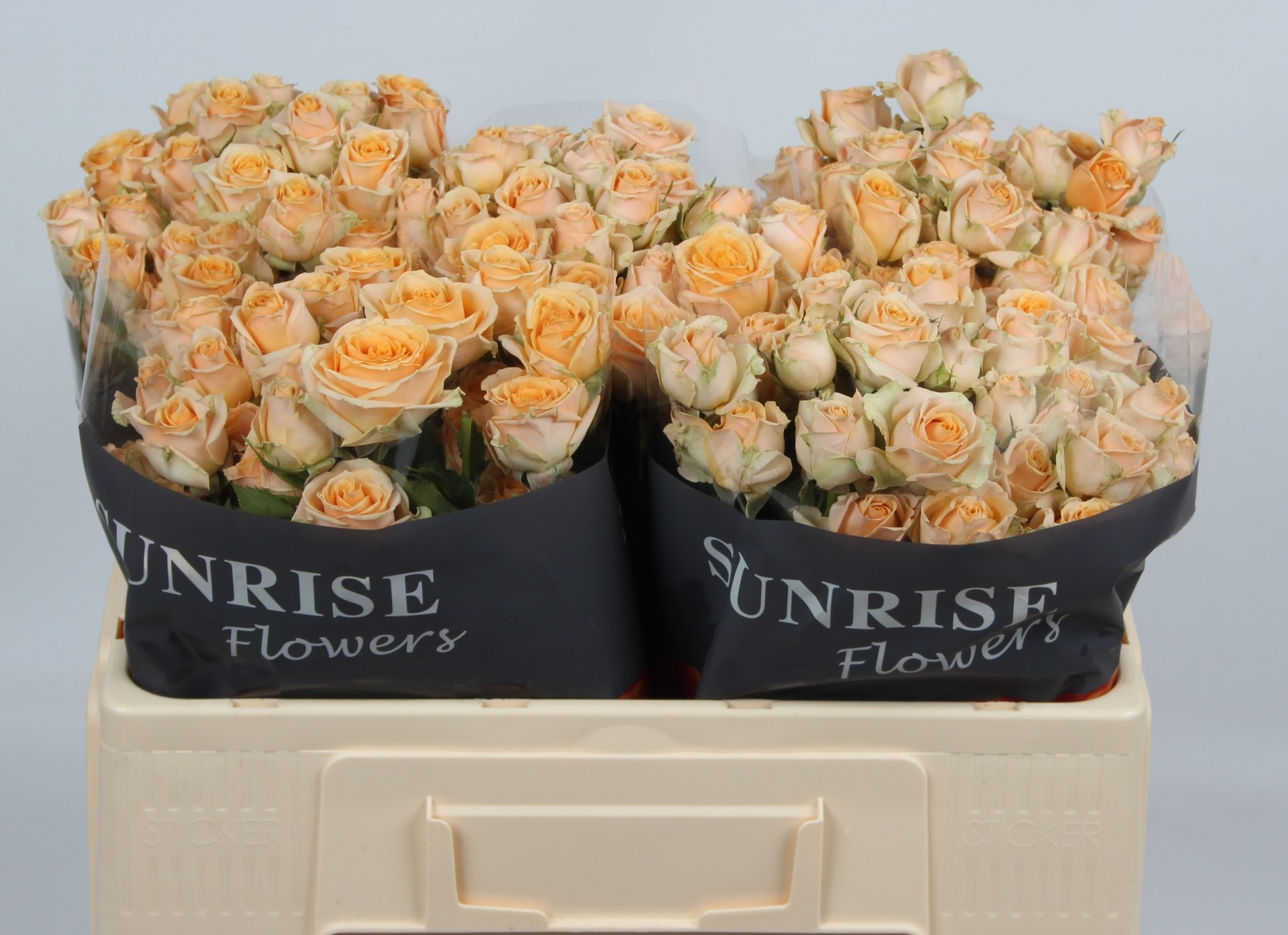 Rosa Spr Trinity 50cm