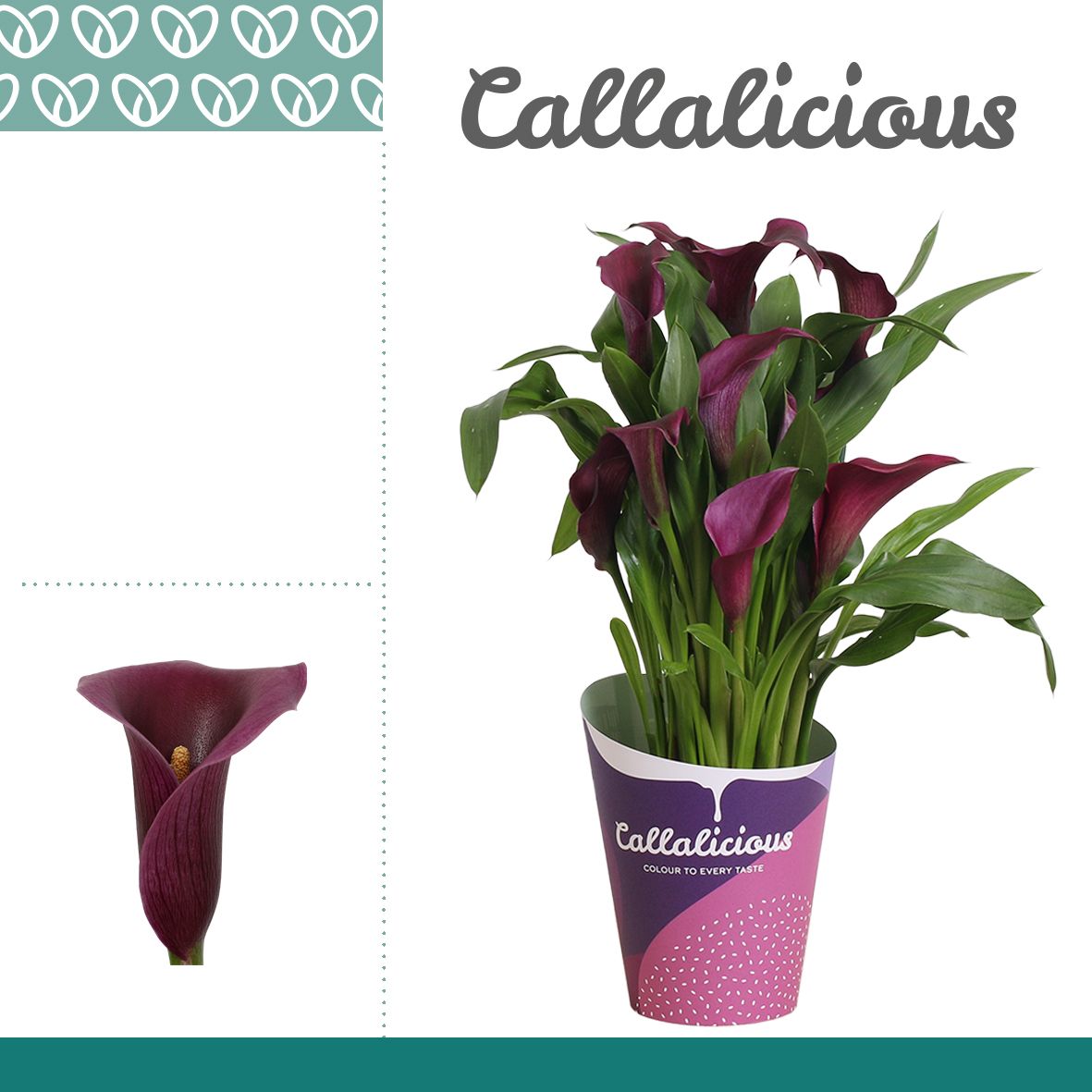 Zantedeschia (Calla) Paars ton-sur-ton