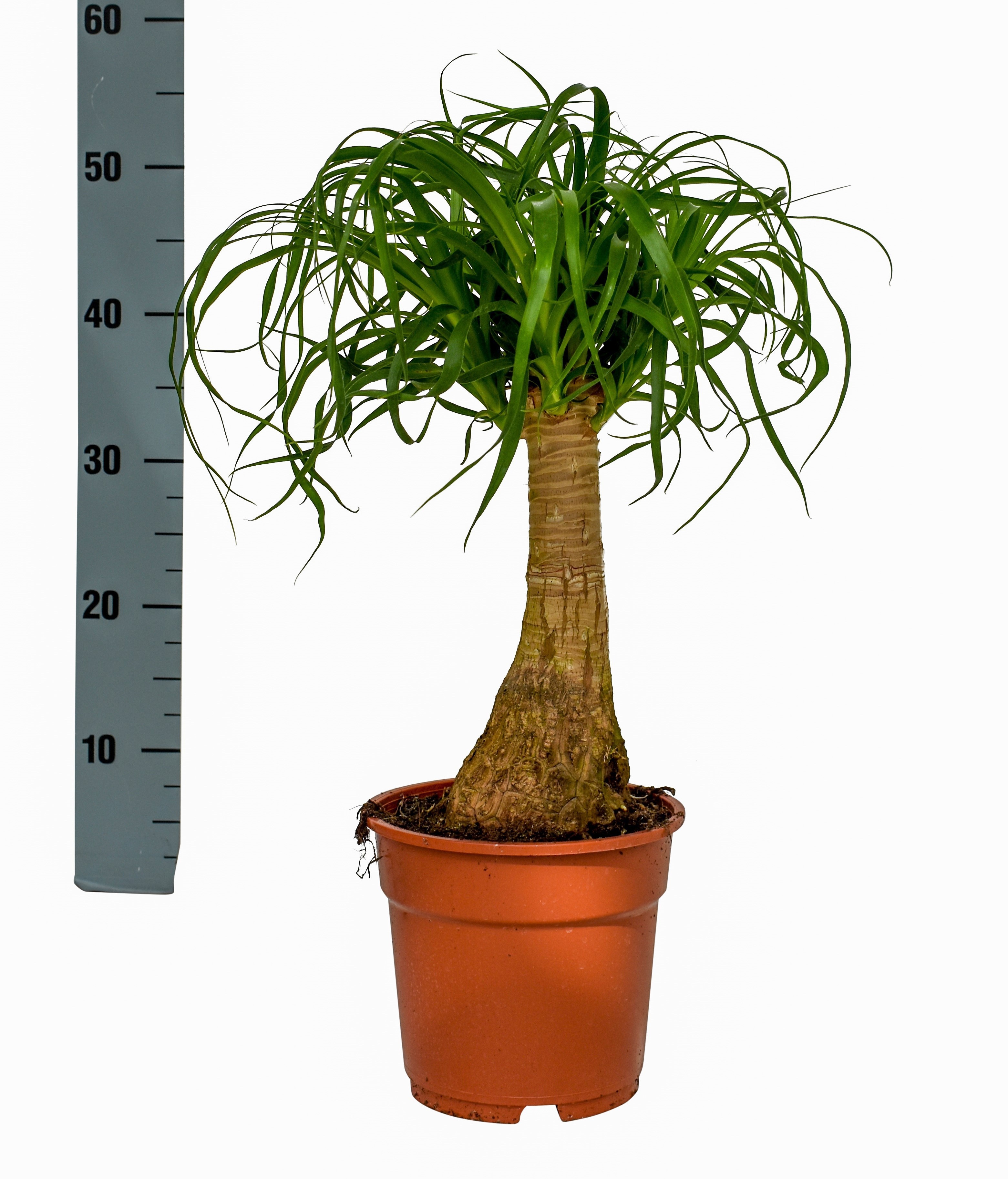 Beaucarnea Recur 17P 50H 3kop