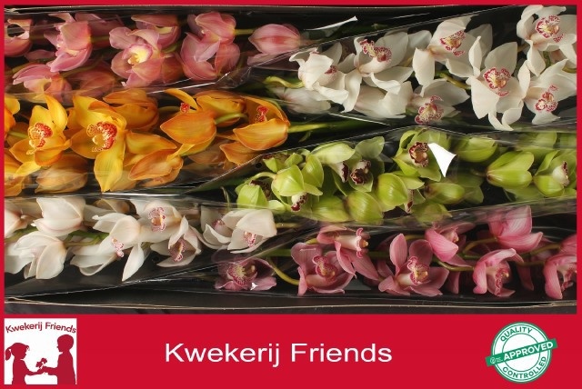 Cymbidium Asst 13bl