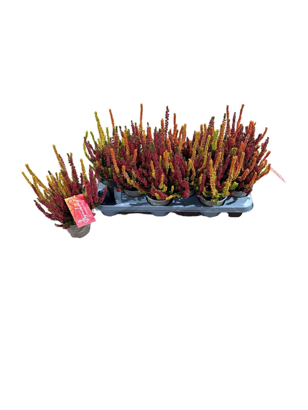 Callu Bl Twin Sym Gp 11Ø 25cm