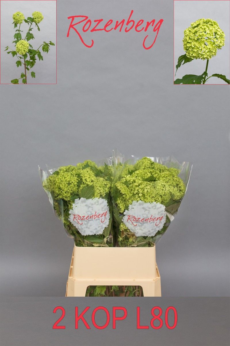Viburnum Roseum St