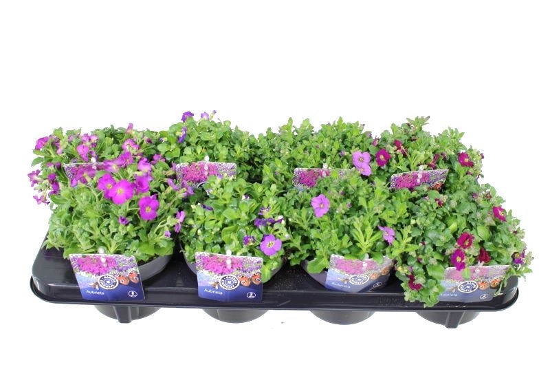 Picture of Aubrieta mix in tray