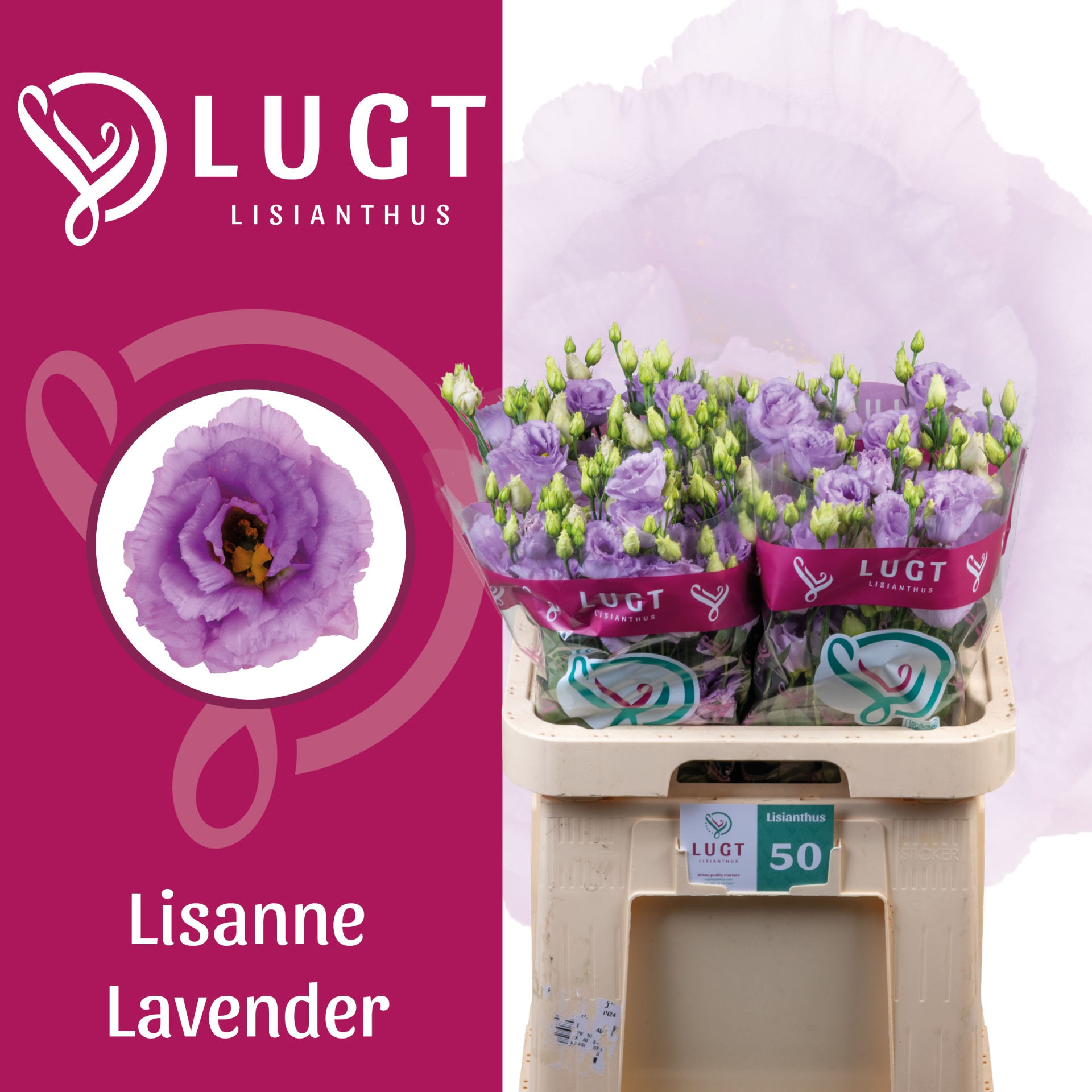 Eus G Lisanne Lavend 70L.cm 55+knop 24bloei