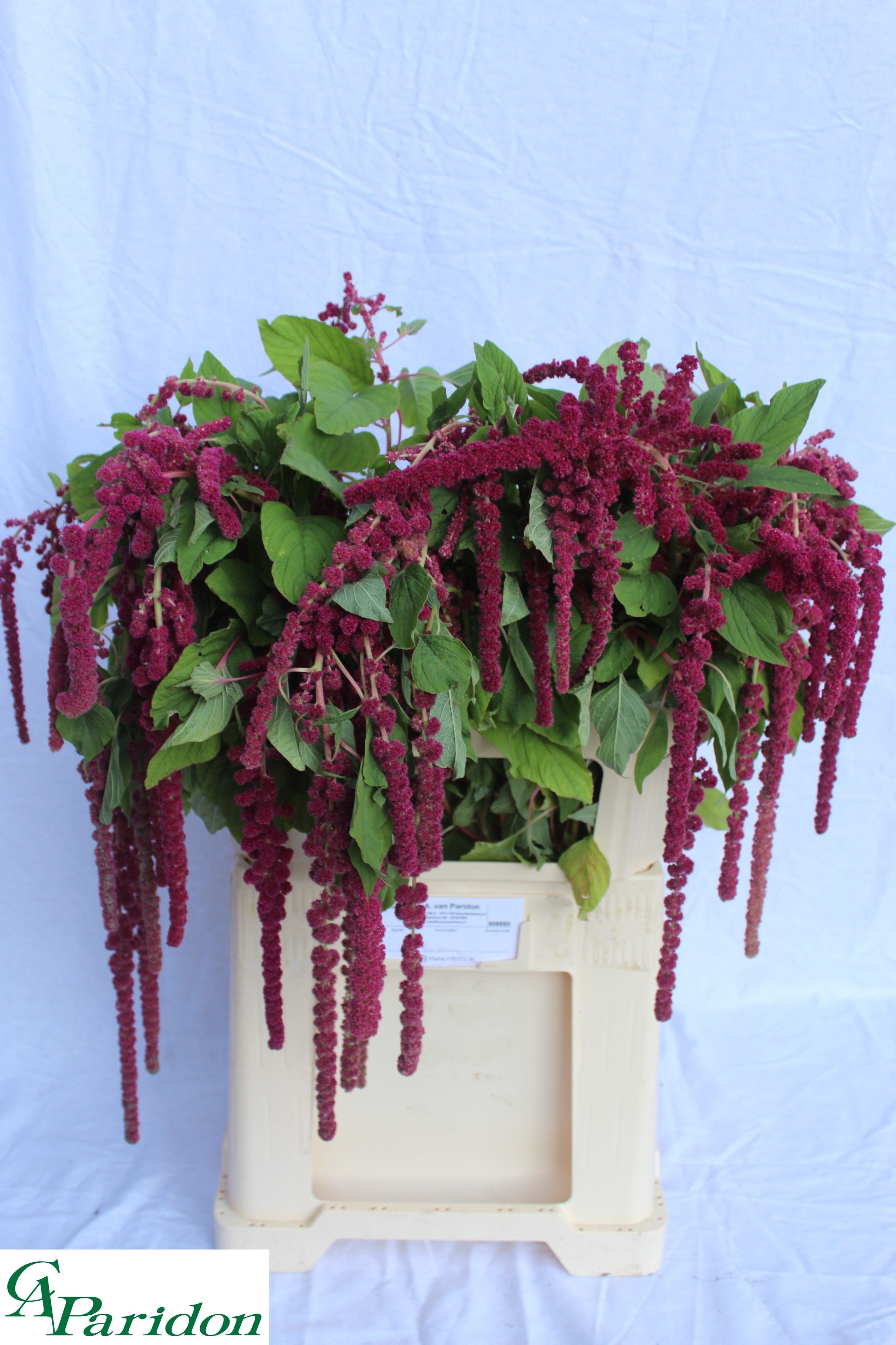 Amaranthus Hang Rosary 70cm