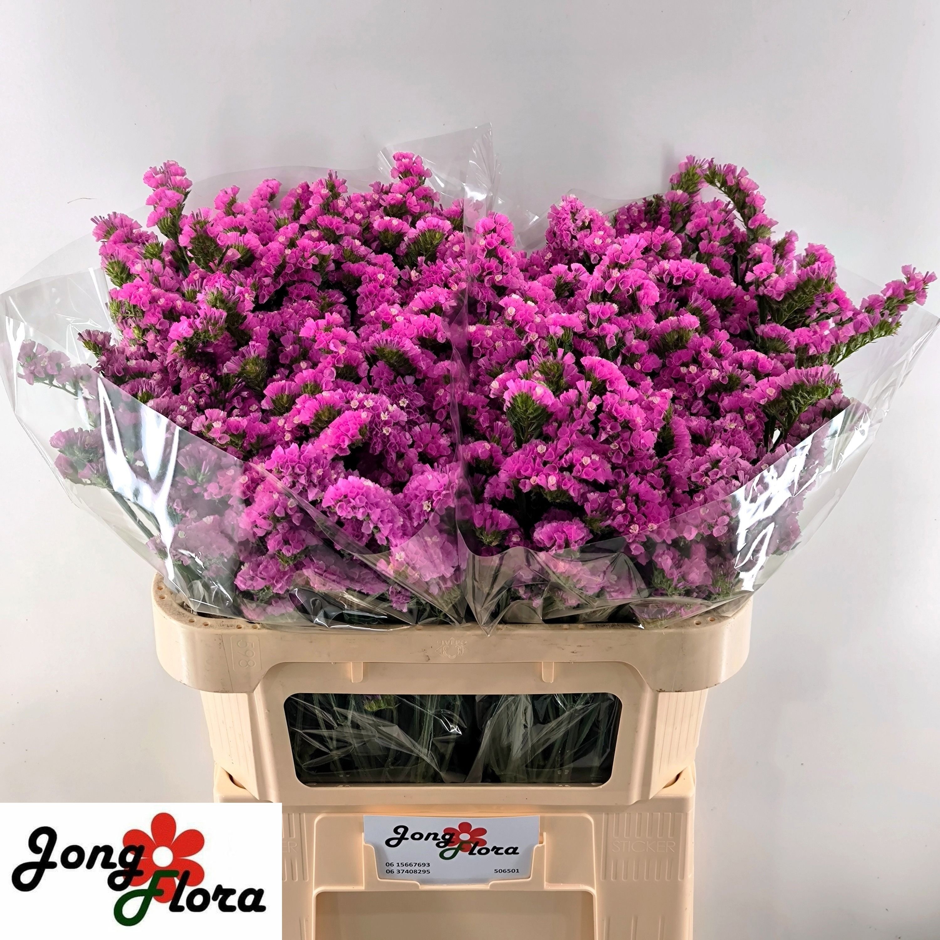 Limonium St Raspberry Wings 70cm 33gram