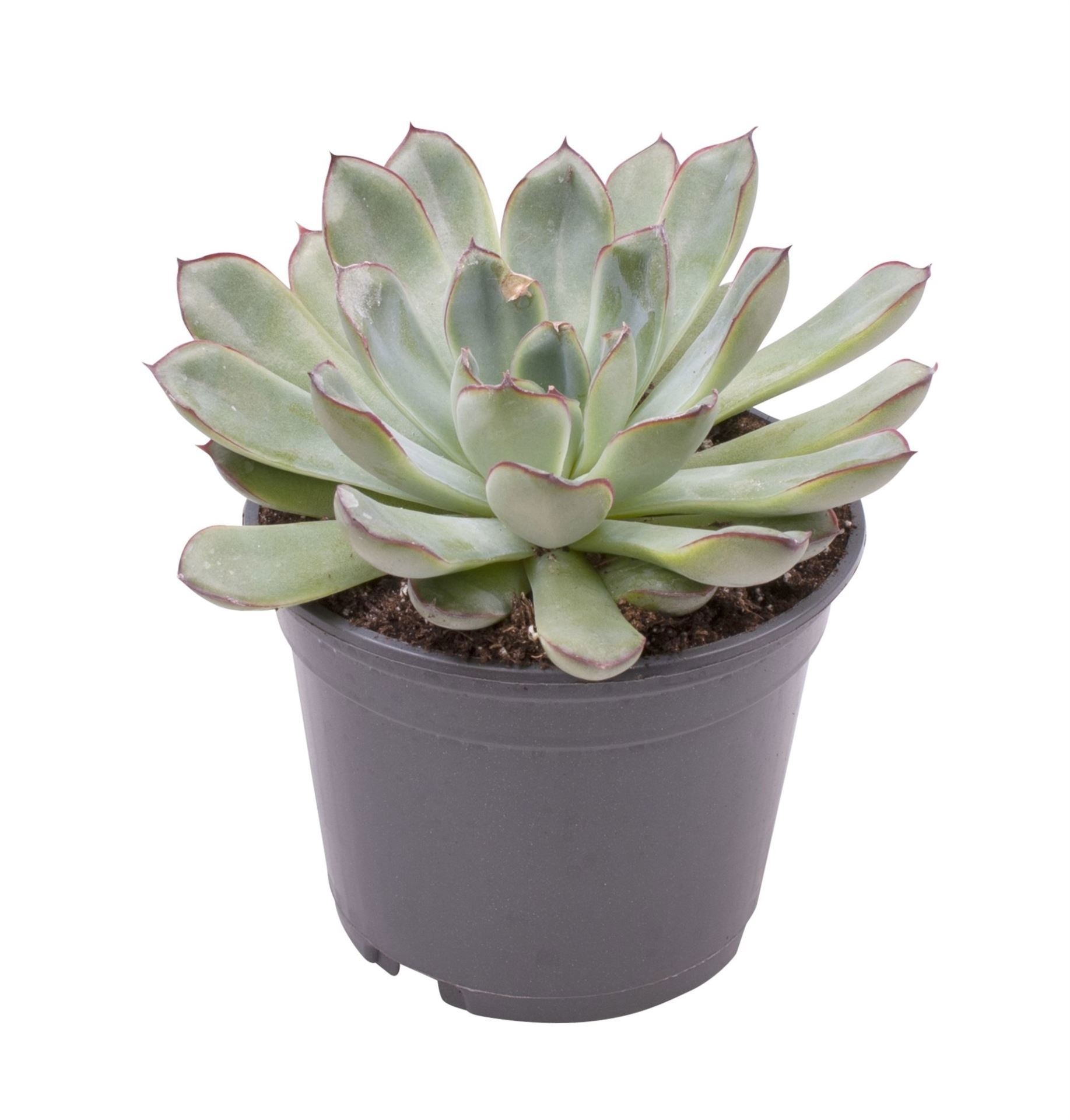 Echeveria Polidonis