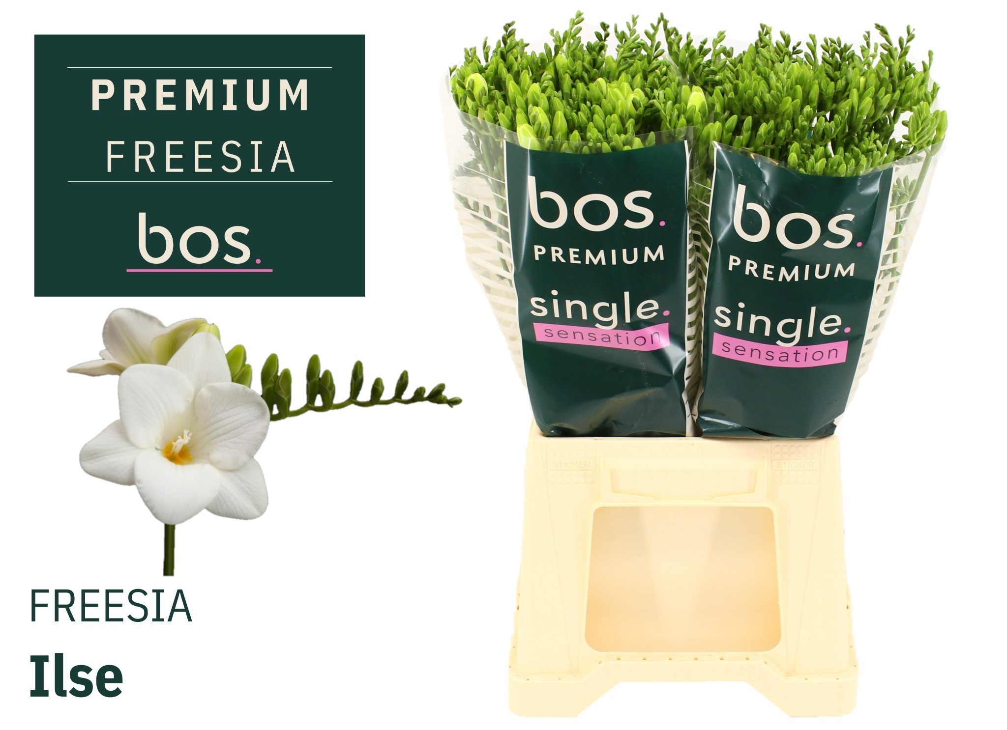 Freesia Ilse 50cm 18gram