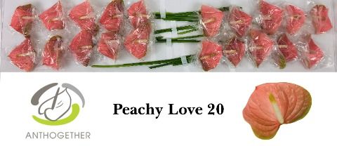 Anth A Peachy Love