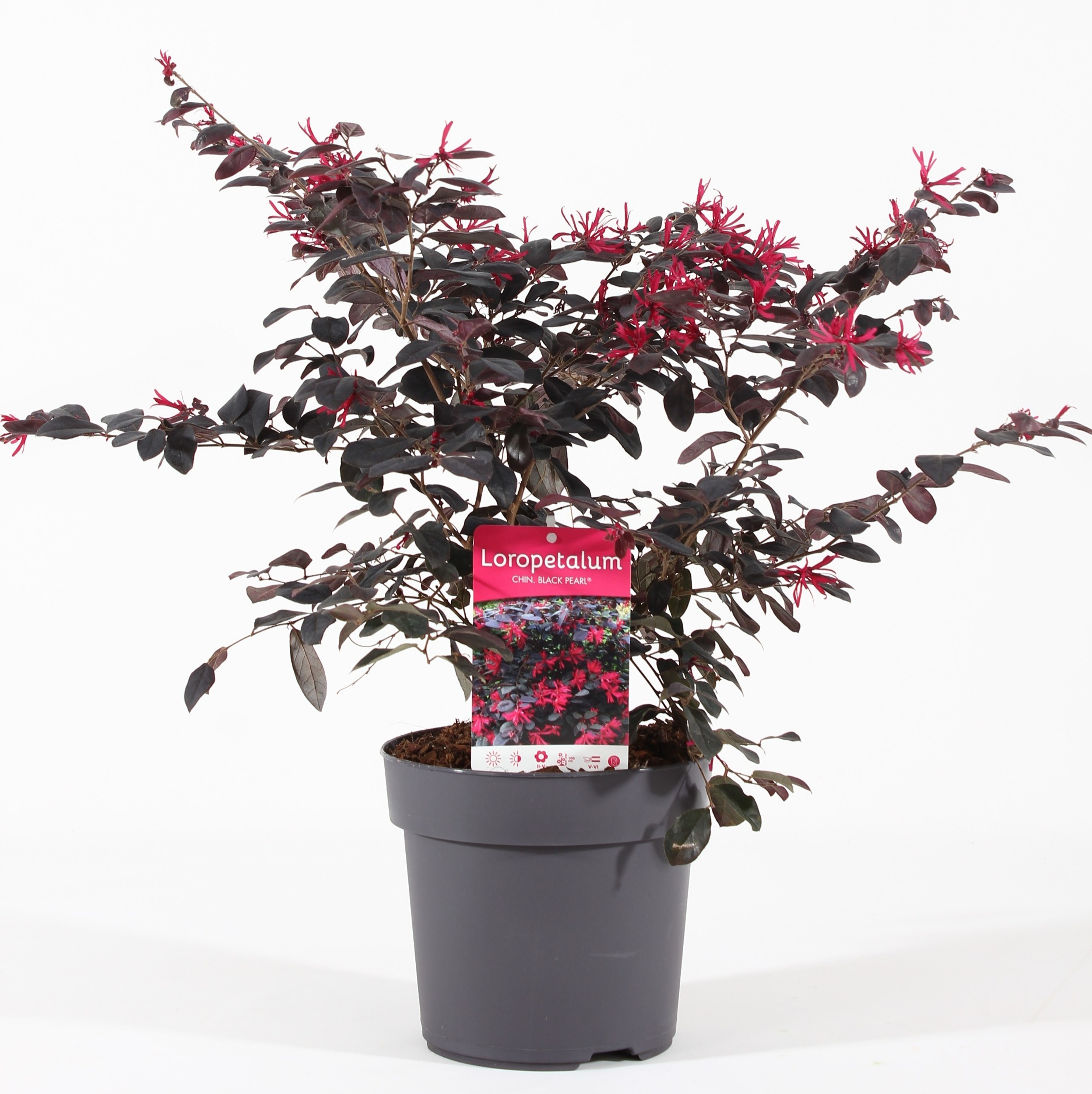 Picture of Loropetalum chin. 'Black Pearl'® P19/C3