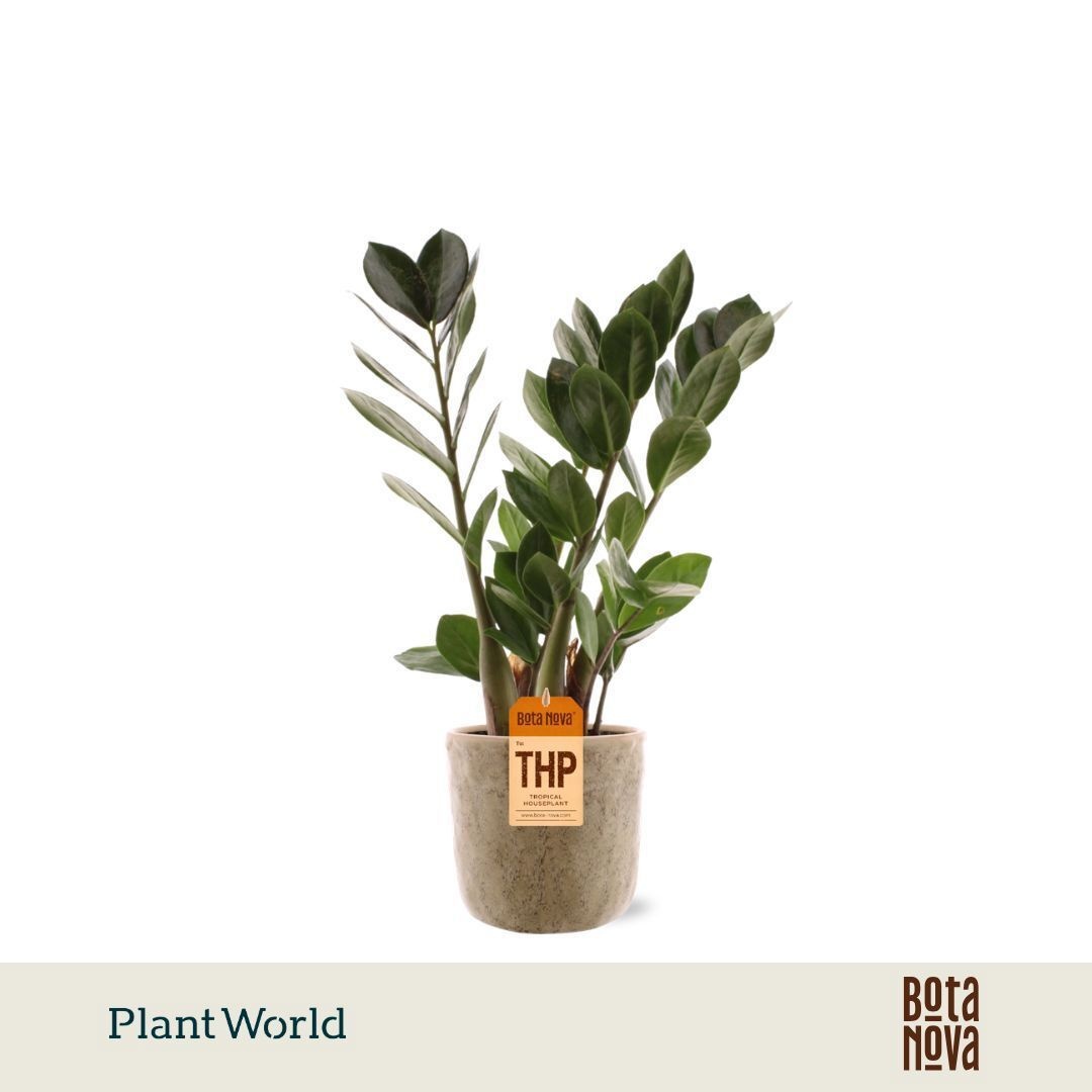 Zamioculcas in Bryan keramiek