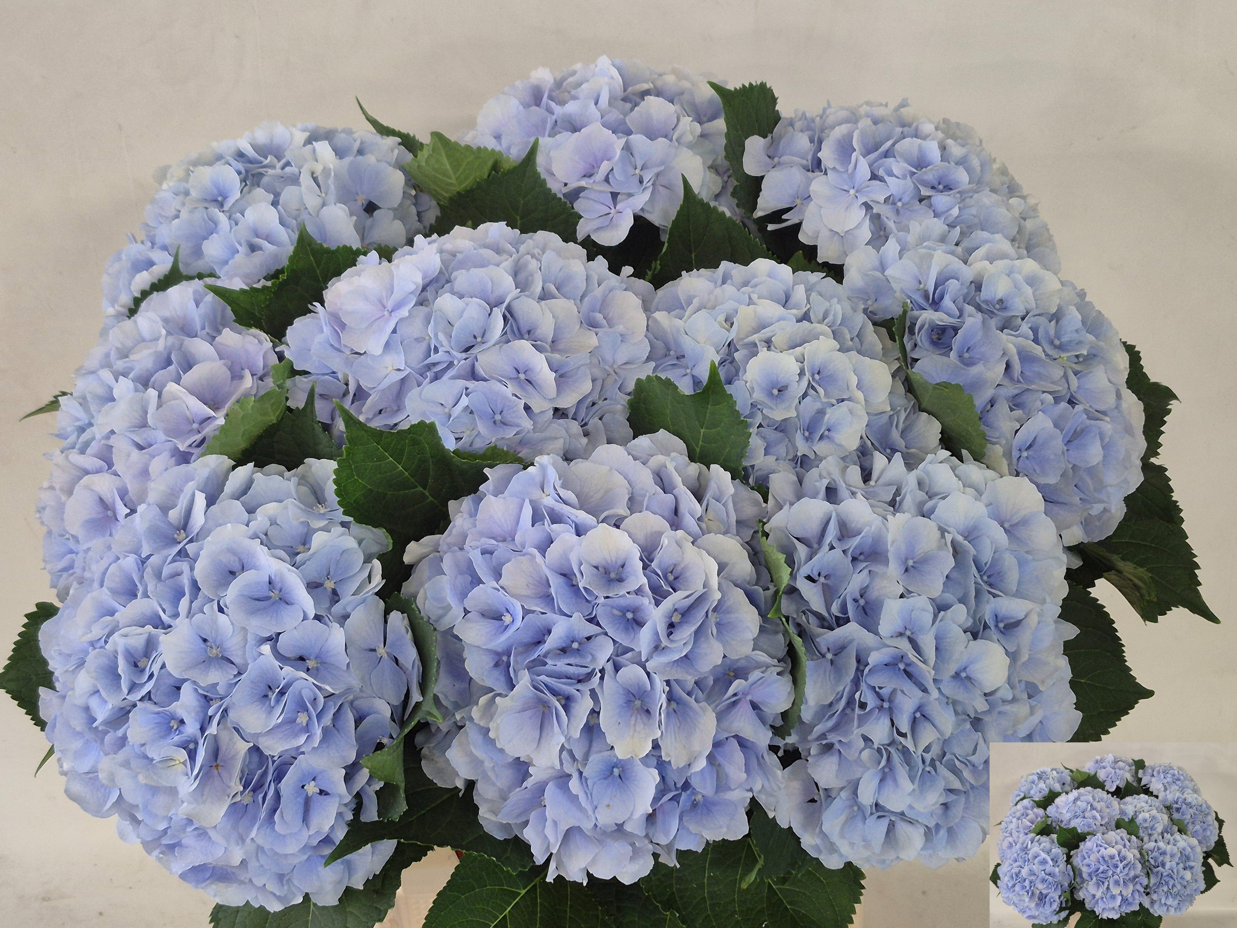Hydr M Verena Bl