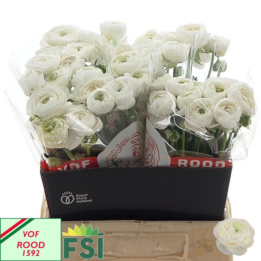 Ranunculus Elegance White 45cm