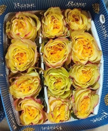 Rosa 50cm