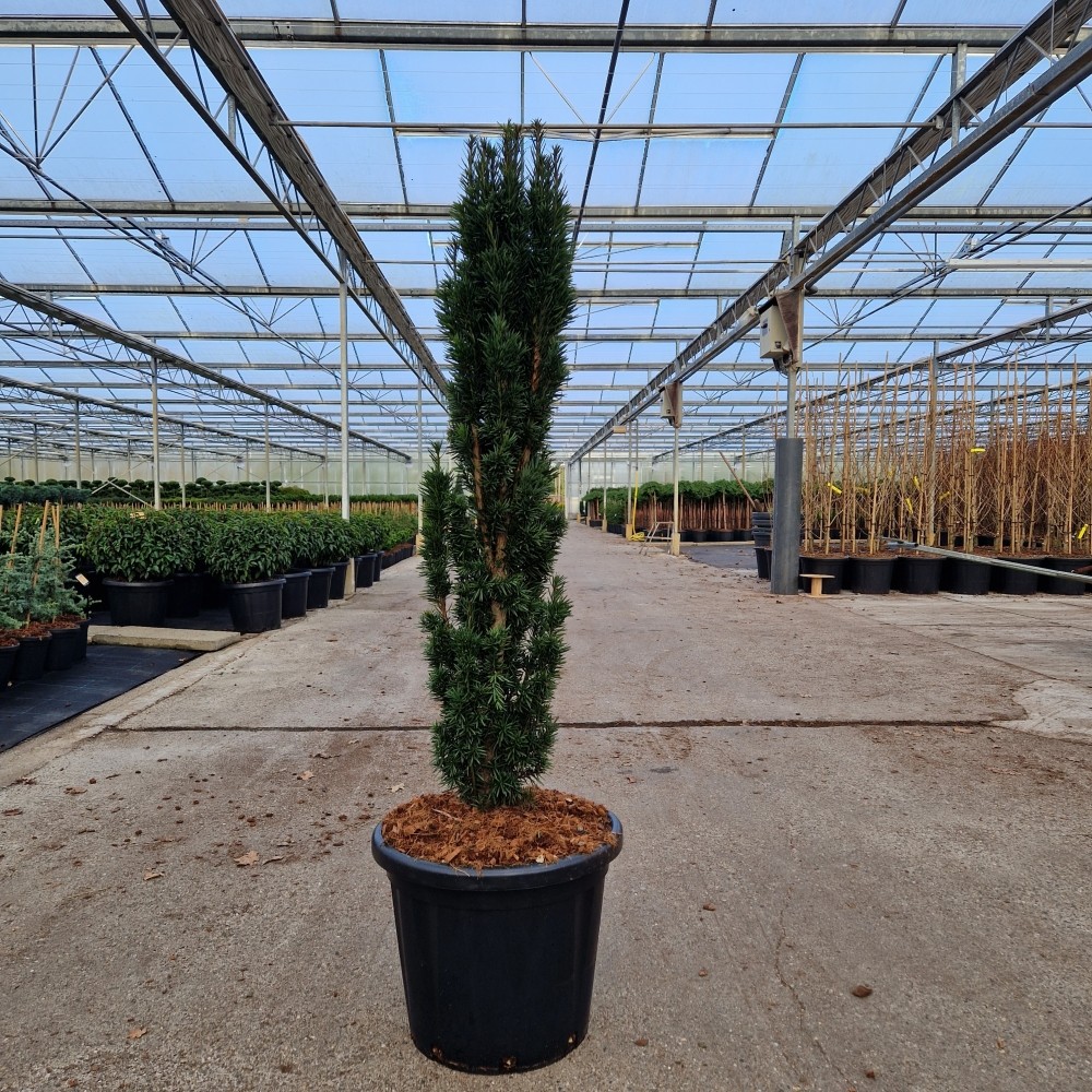 Picture of Taxus baccata Fast. Robusta P40 140CM (LOOSE)