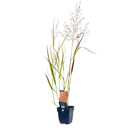 Panicum virgatum 'Rehbraun'