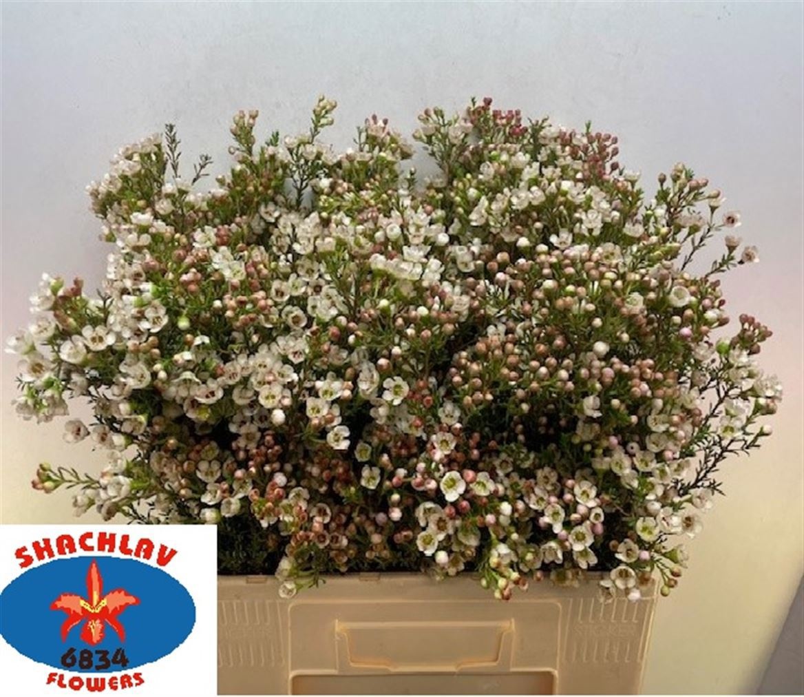 Chamaelaucium Ziv 70cm 30gram