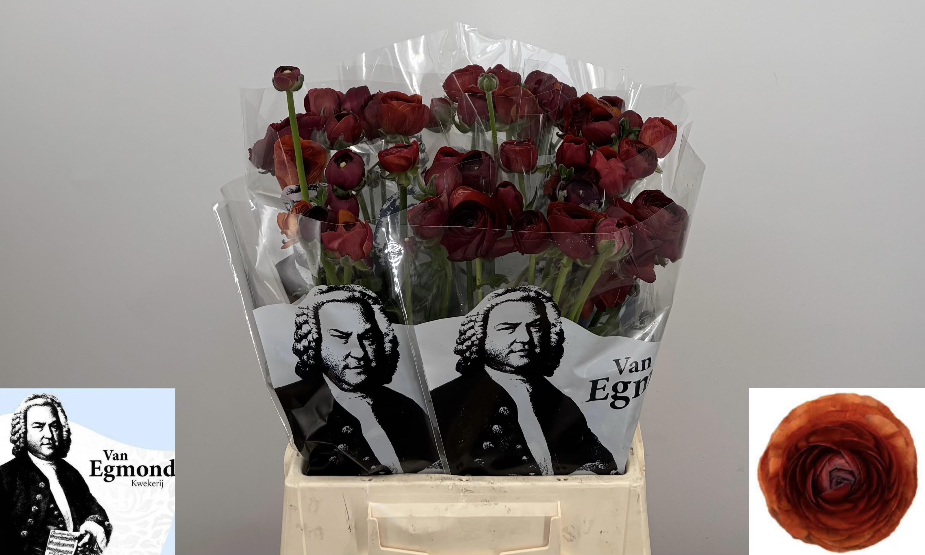Ranunculus Elegance Red 40cm
