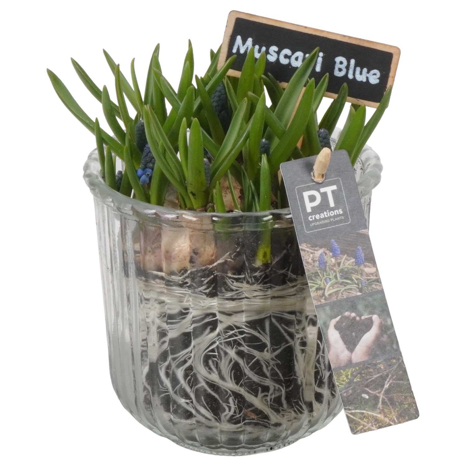 Picture of PTMB1013 Arrangement Muscari in glass vase P12 19CM