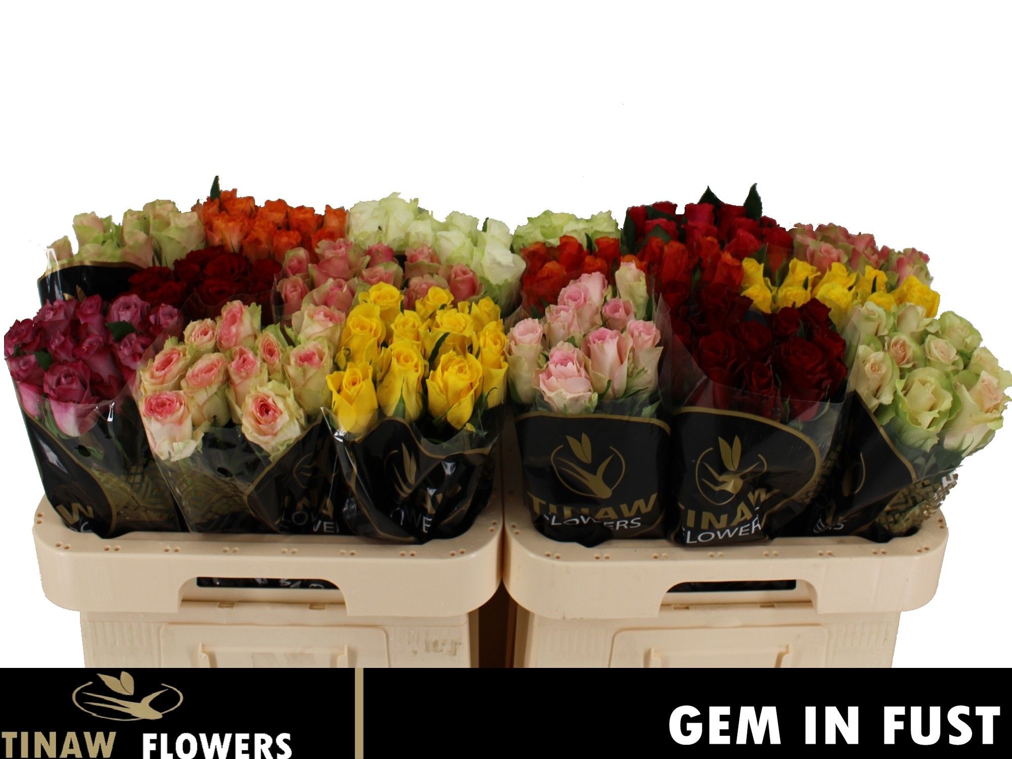 R Gr Gem In Fust