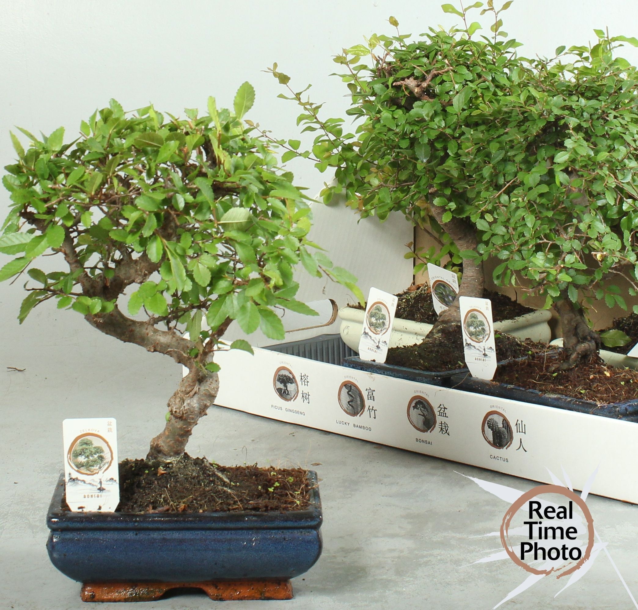 Bonsai Gem 20P 25H