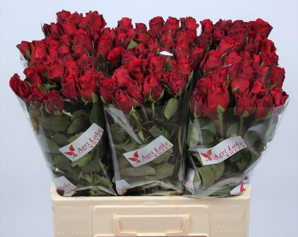 Rosa Upper Class 60cm