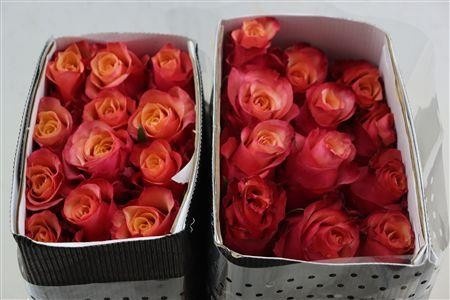 Rosa Bogart-bb 60cm