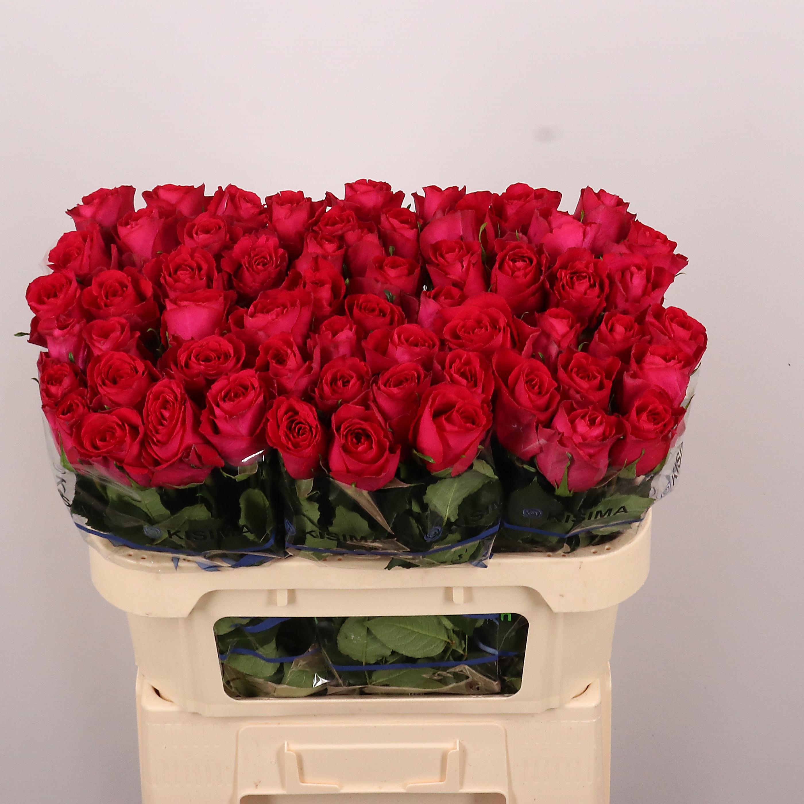 R Gr Madam Cerise