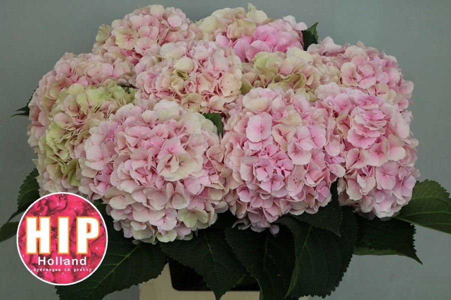 Hydrangea Verena Classic Pink 60cm 20Ø