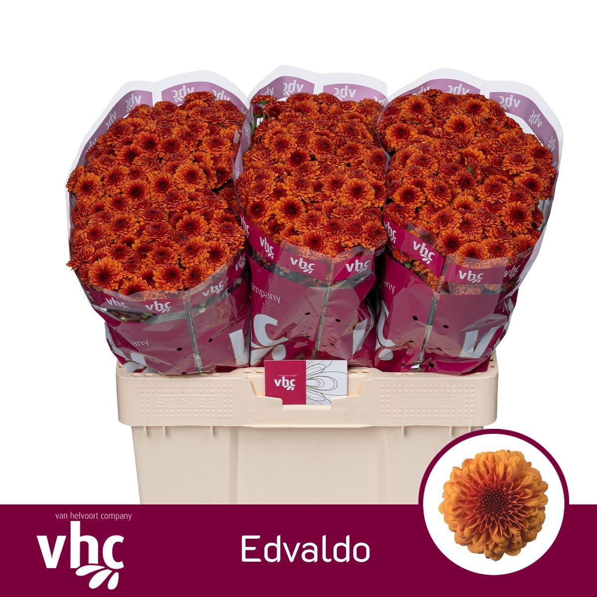 Chrys Santini Edvaldo 55cm 100Ø