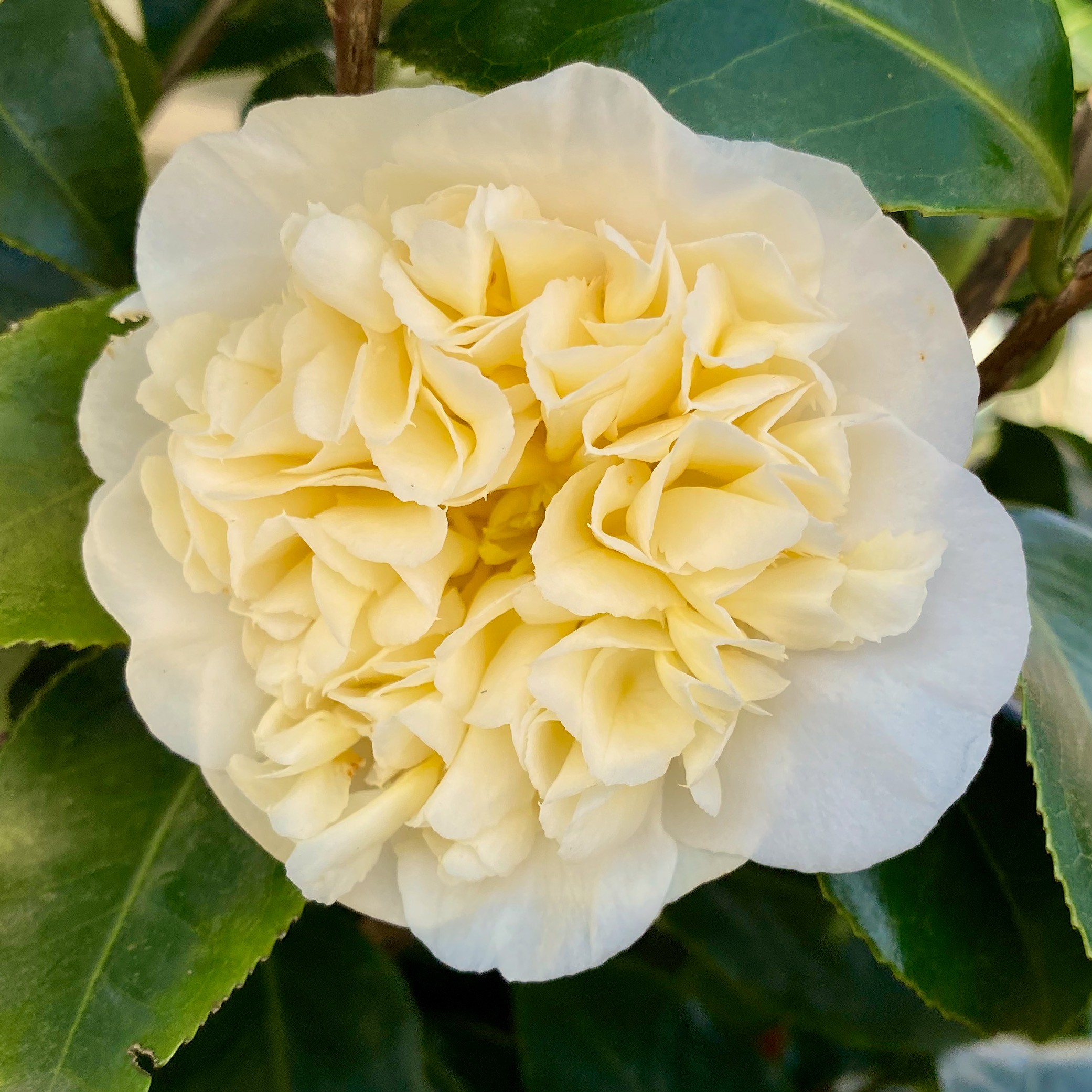 Picture of Camellia wil. 'Jury's Yellow'