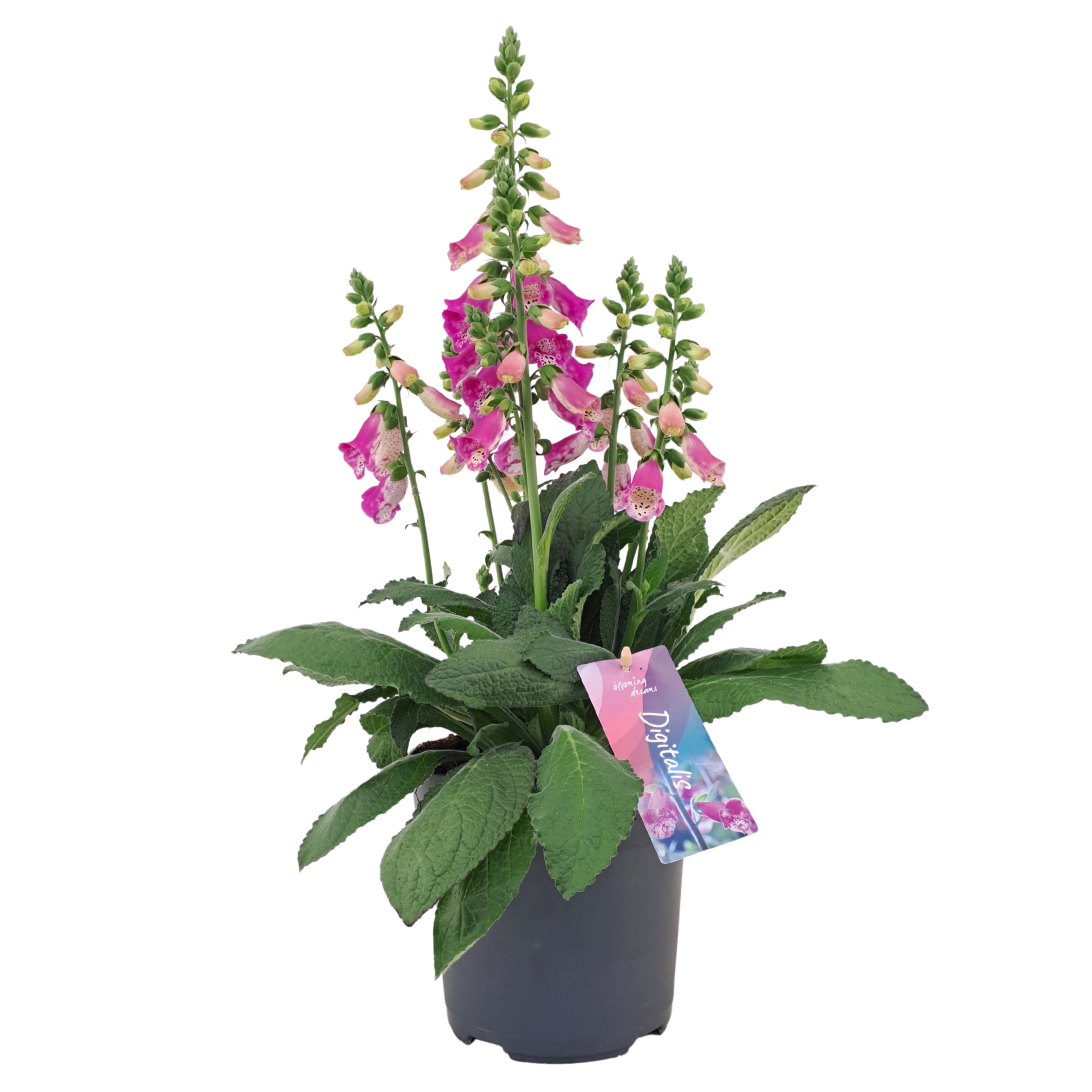 Digitalis Panter (NL)