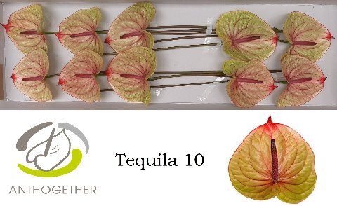 Anth A Tequila