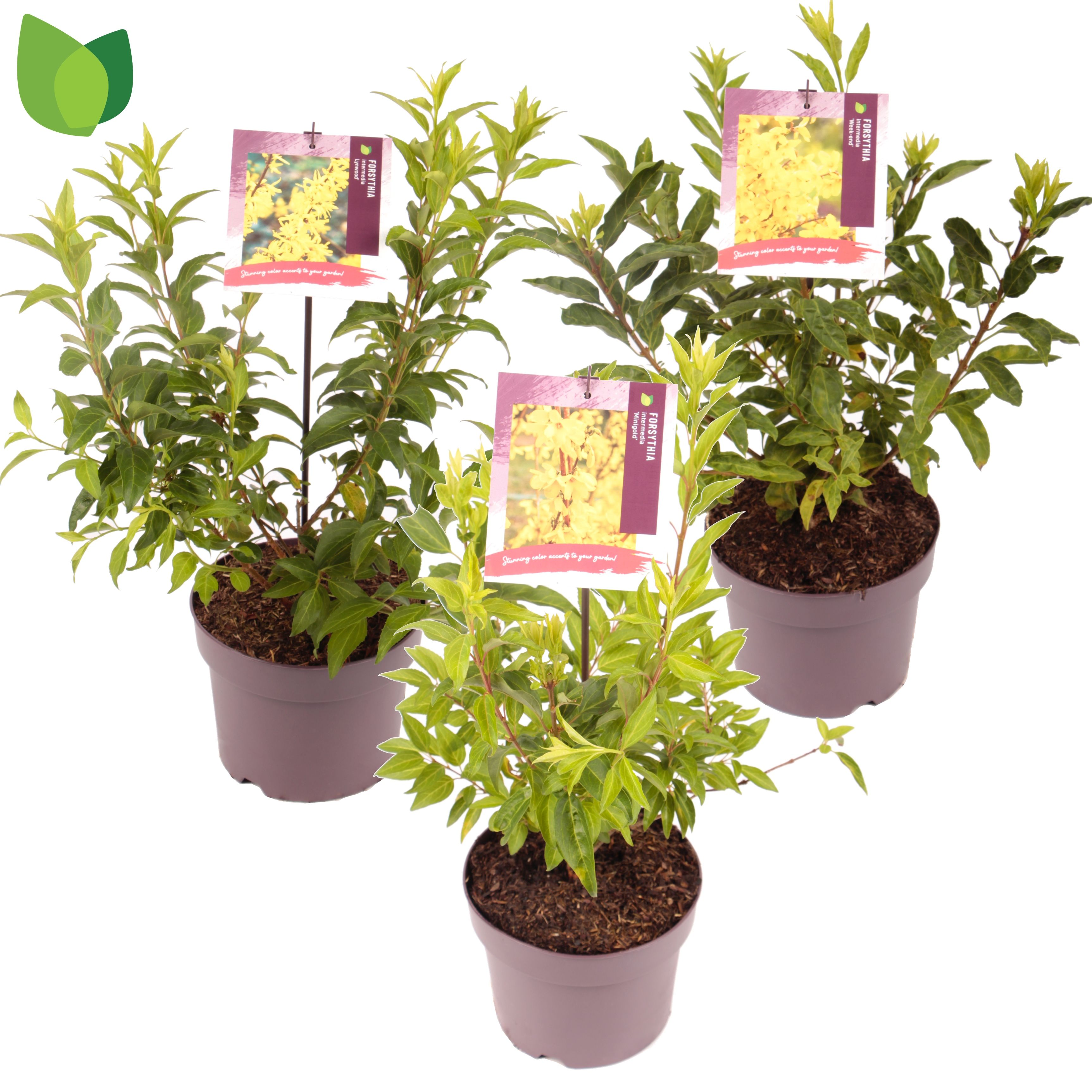 Forsythia intermedia / MIX