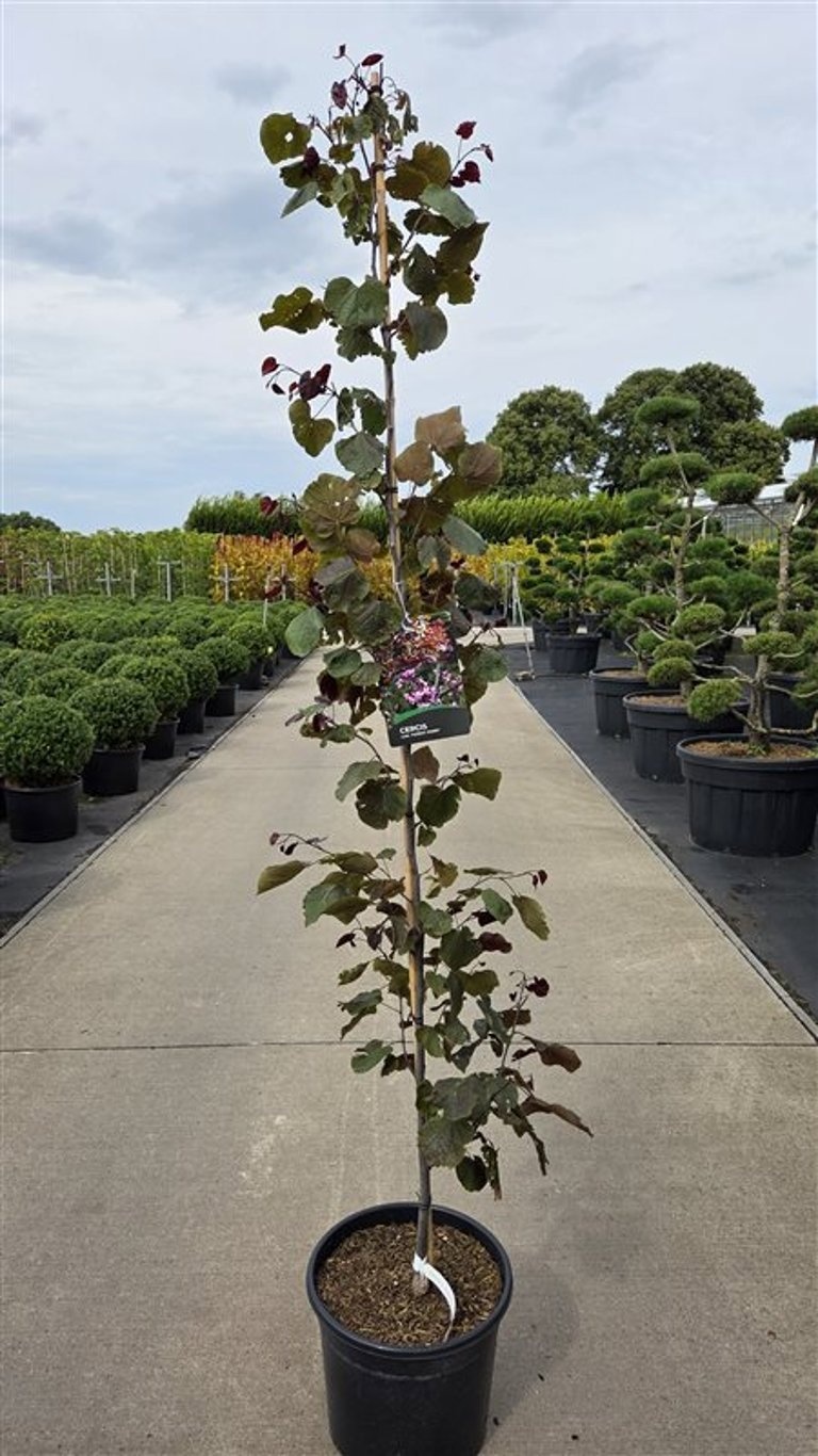 Cercis canadensis 'Forest Pansy'