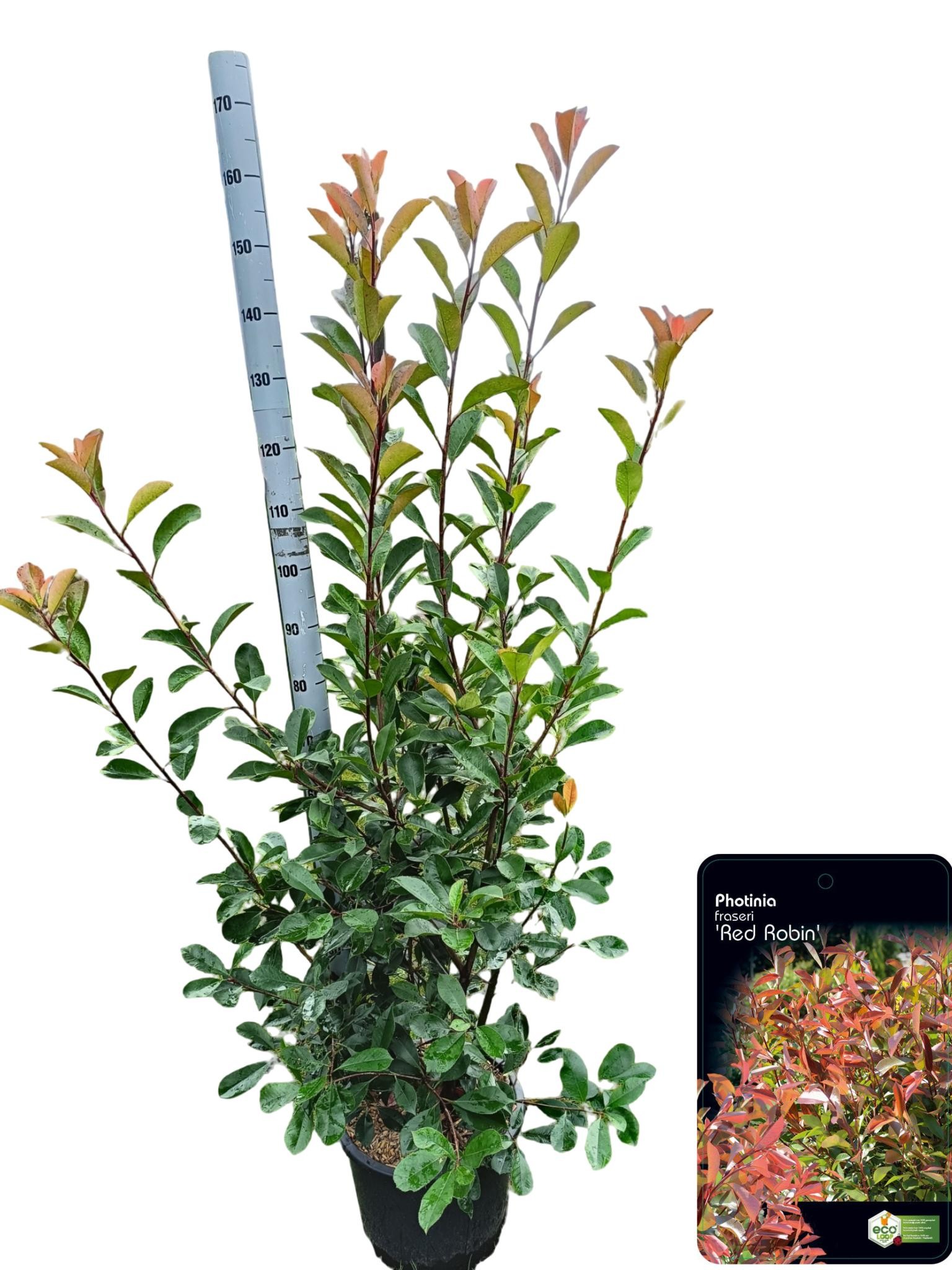 Picture of Photinia fraseri 'Red Robin' C20