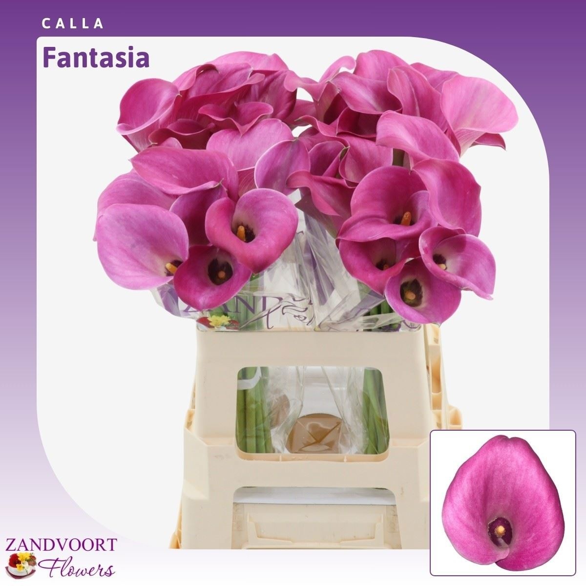 Calla Fantasia 60cm