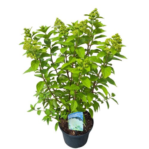 Hydrangea paniculata 'Limelight' p23 vd. Peijl