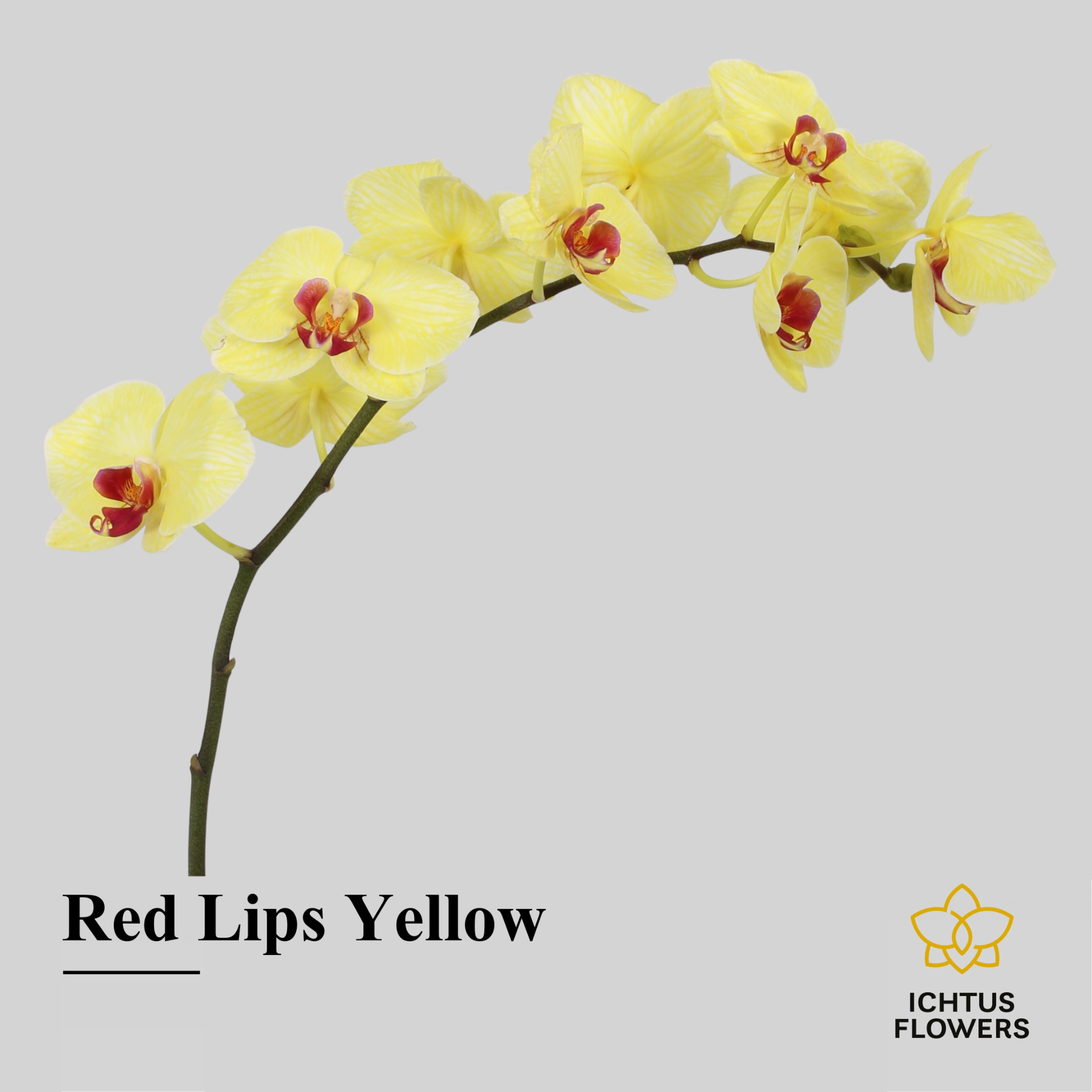 Phal Painted Red Lips Yellow Tak 7-9