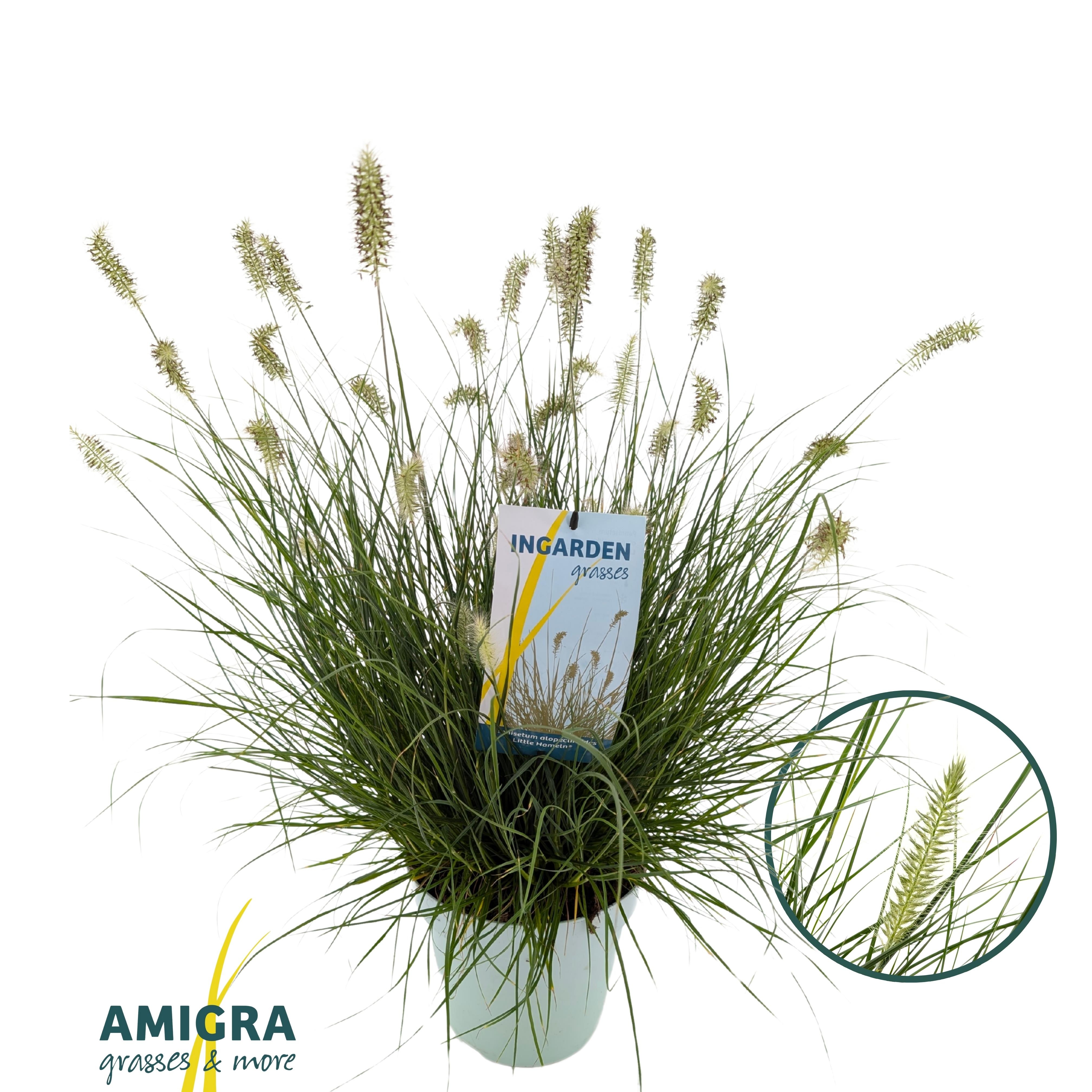 Picture of Pennisetum alop. 'Little Hameln'