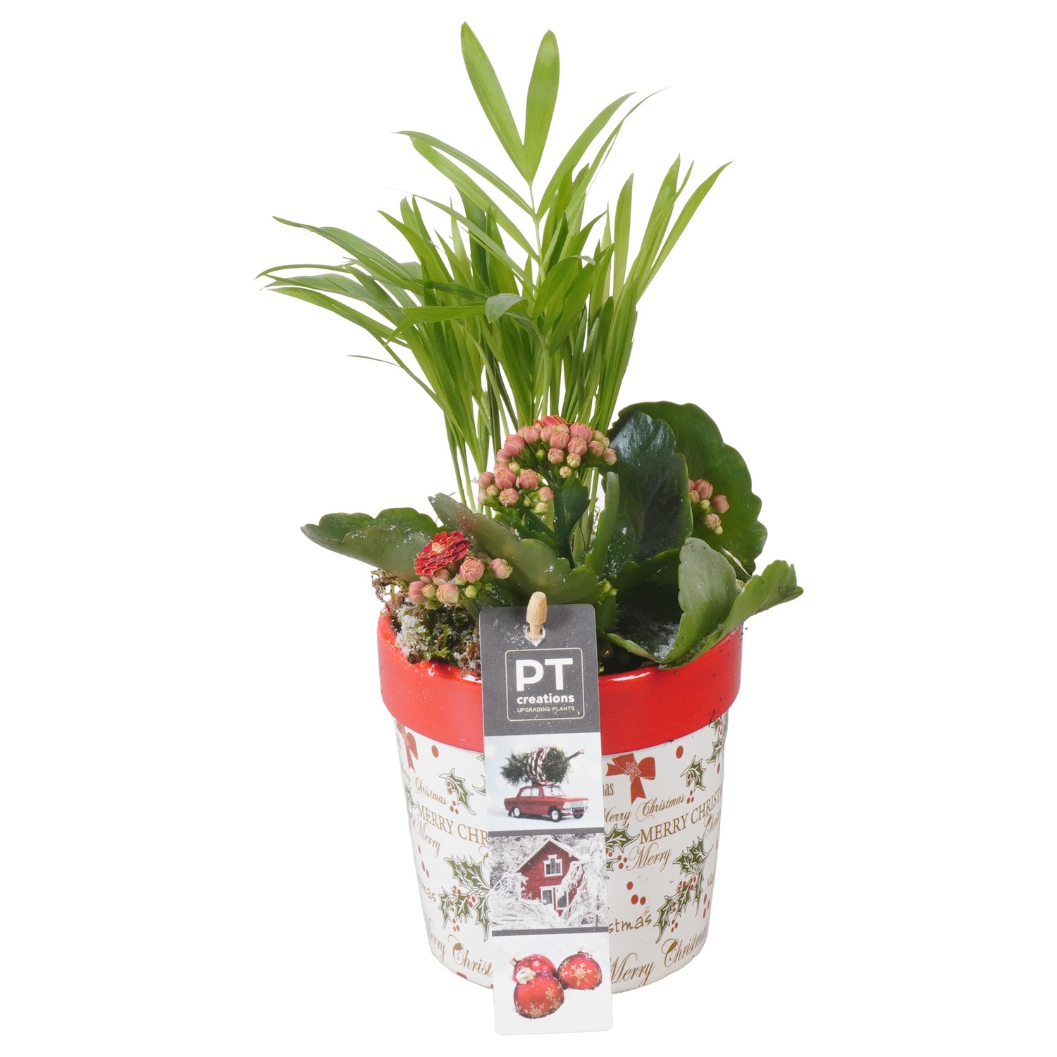 Picture of PTKB9372 Arrangement X-Mas in ceramic pot P9 25CM