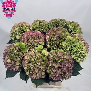 Hydrangea Benefit Classic 60cm 20Ø