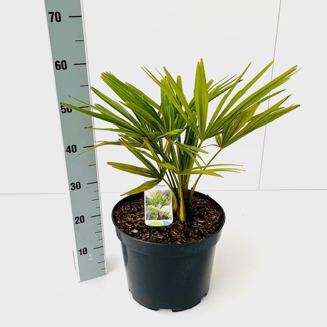 Picture of Trachycarpus fortunei C10 50-60