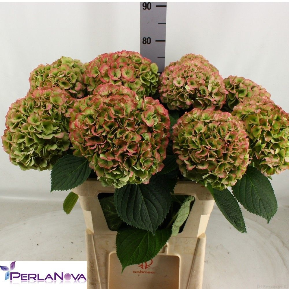 Hydrangea My Heaven Classic 80cm 22Ø