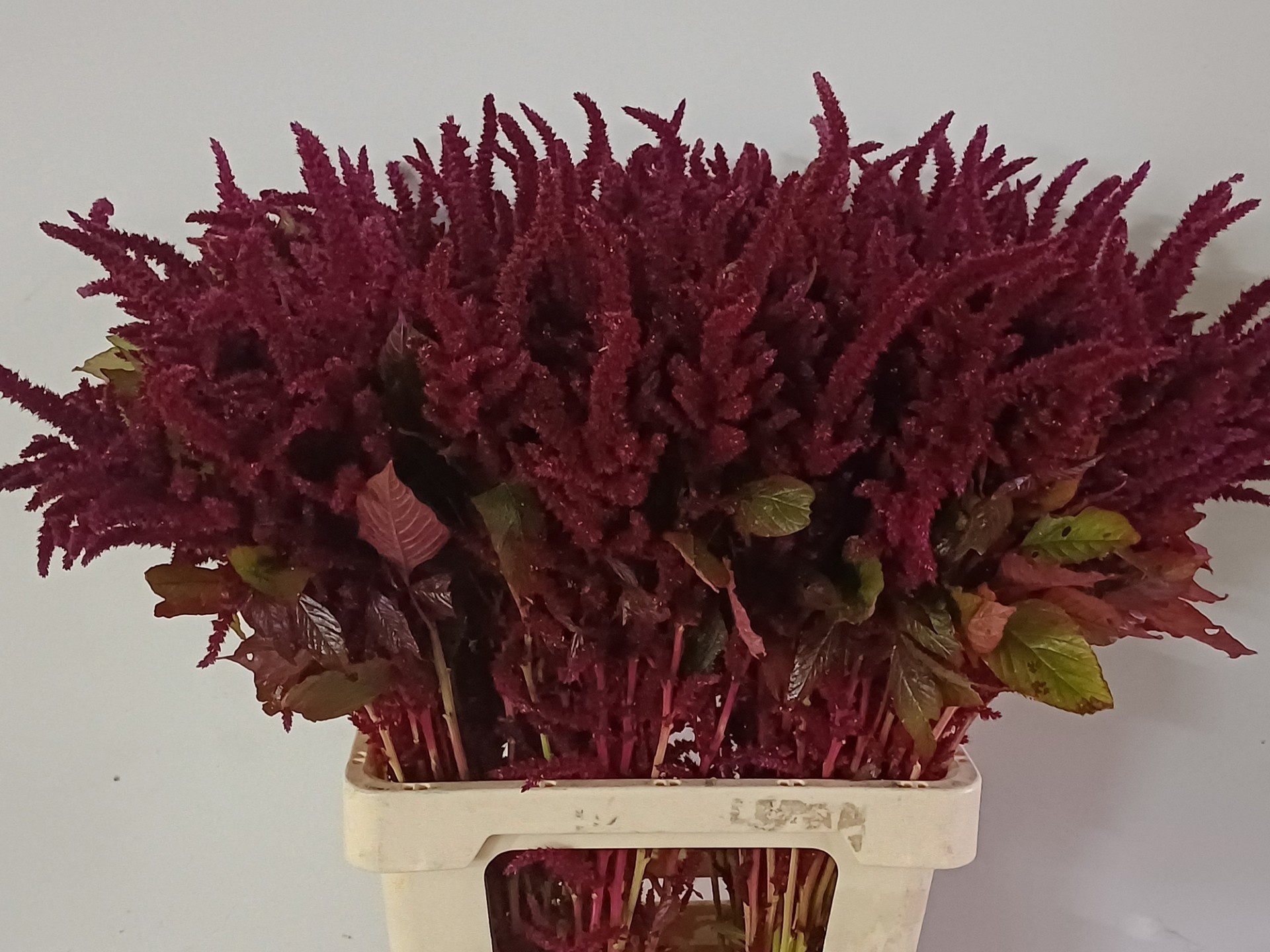 Amaranthus Oeschberg 70cm